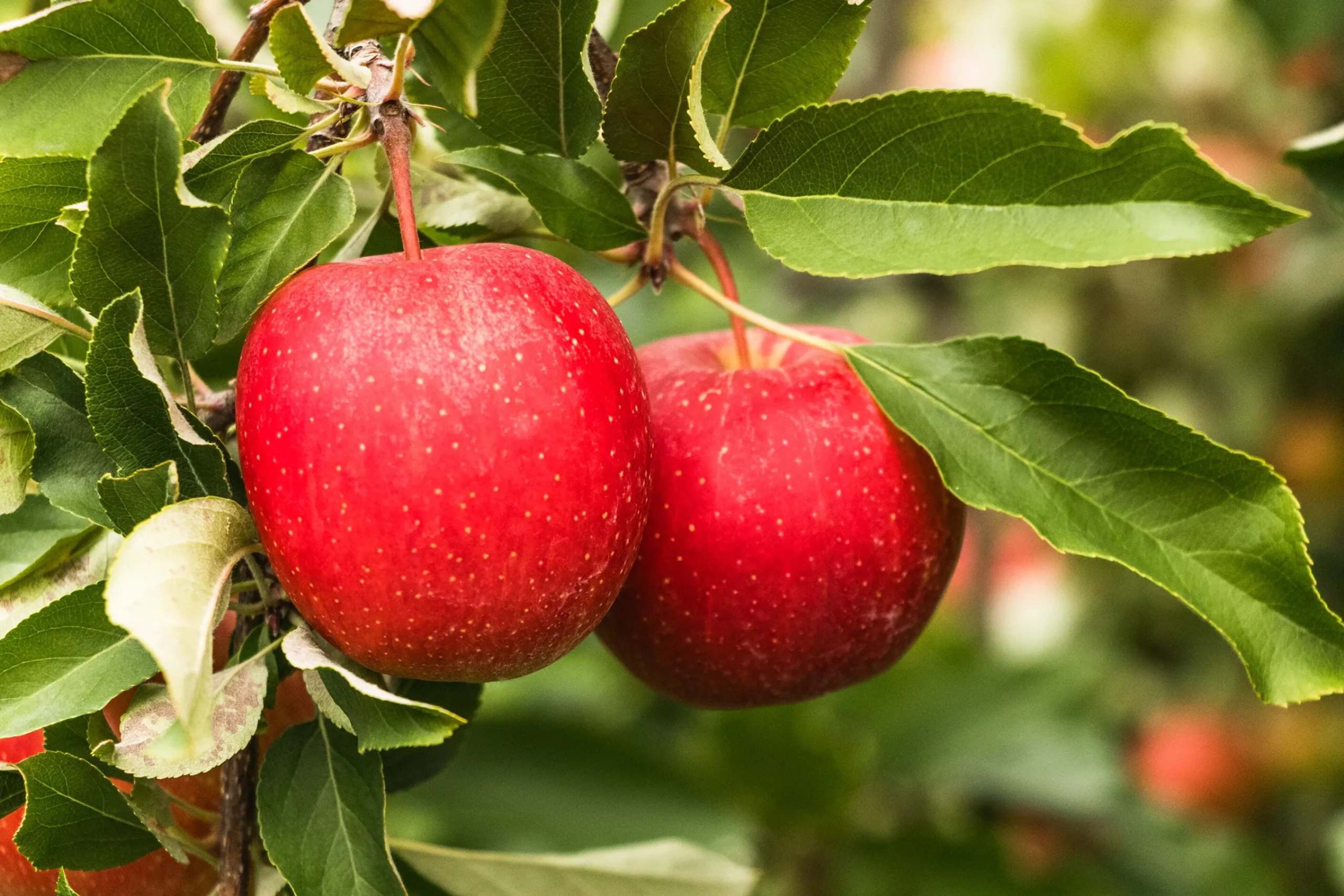 Äpple 'Summerred' Svagväxande B9 Krukodlad>Omnia garden Outlet