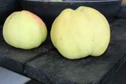 Äpple 'Transparente Blanche' Krukodlad>Omnia garden Hot