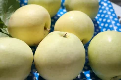 Äpple 'Transparente Blanche' Krukodlad><noscript><img width=