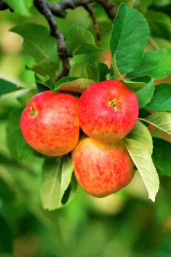 Äpple 'Trulsa' E>Omnia garden Hot