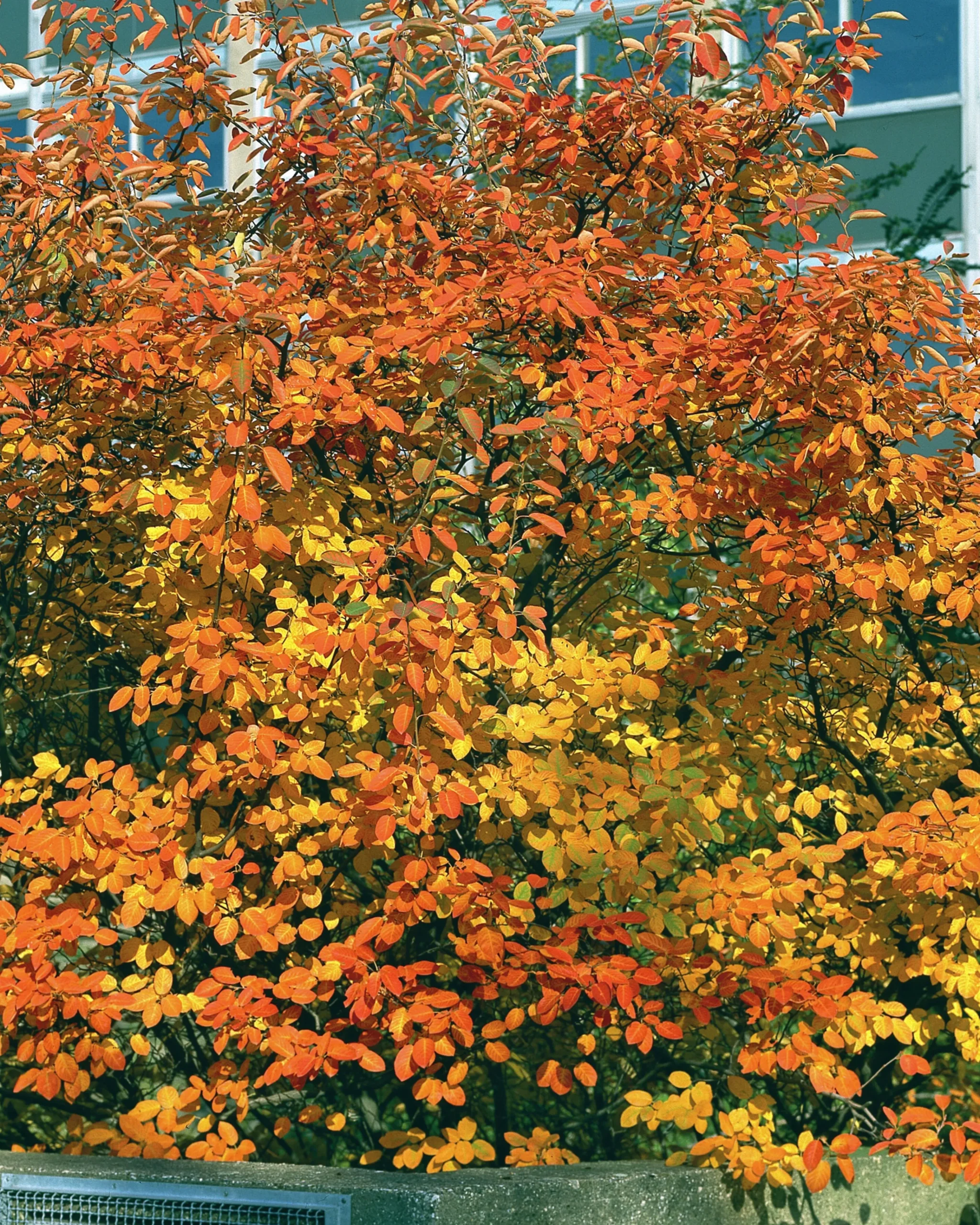 Prakthäggmispel Krukodlad>Omnia garden New