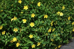 Prakthyperikum Krukodlad>Omnia garden Best