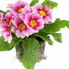Primula lat. Primula vulgaris Mix 10,5cm>Mäster Grön Best