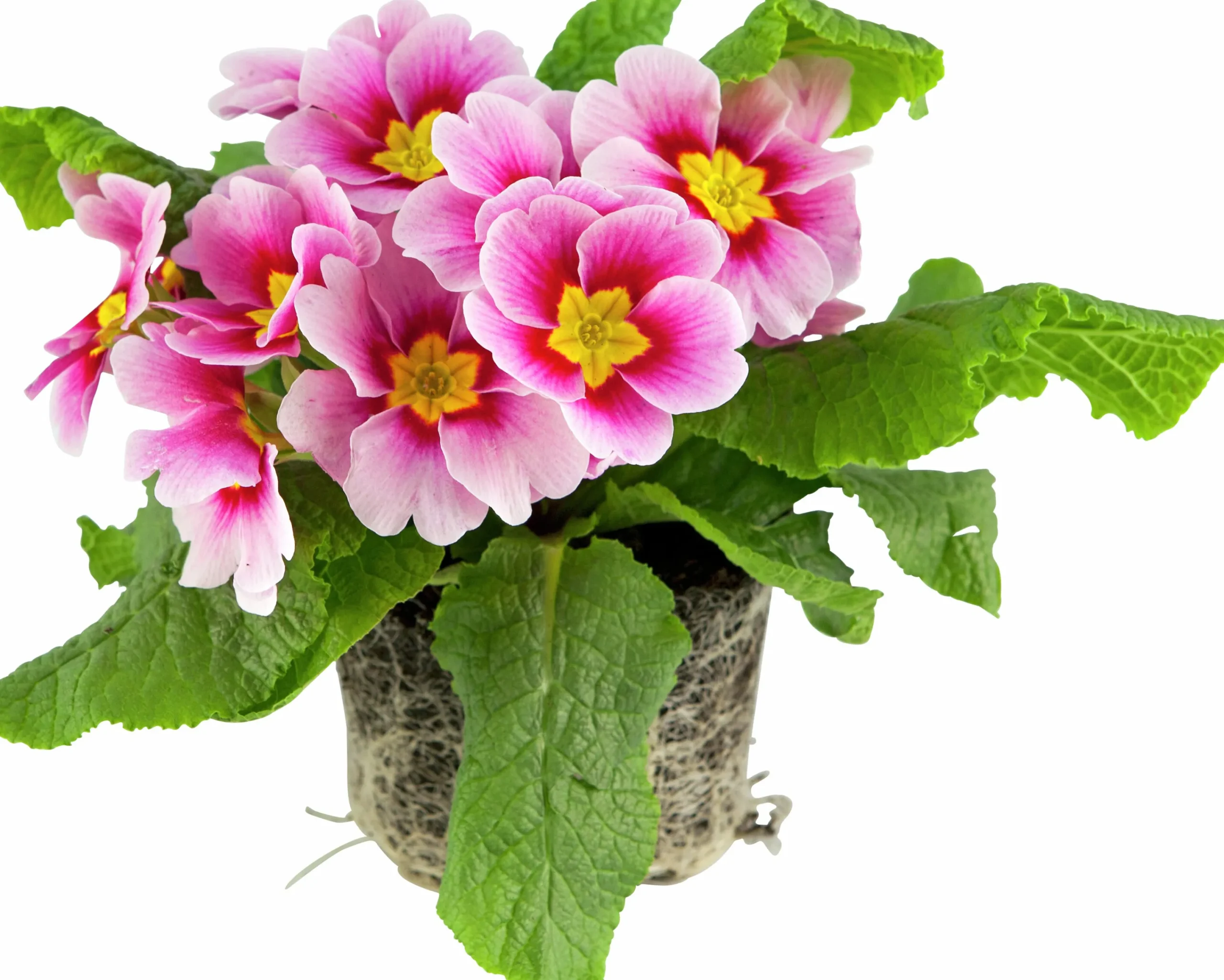 Primula lat. Primula vulgaris Mix 10,5cm>Mäster Grön Best
