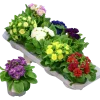 Primula lat. Primula vulgaris Belarina Serien>Mäster Grön Best