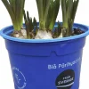 Pärlhyacint Blå>Danblumen Discount
