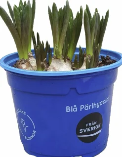 Pärlhyacint Blå>Danblumen Discount