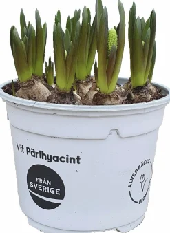 Pärlhyacint Vit>Danblumen Online
