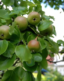 Päron 'Augustipäron' Krukodlad>Omnia garden Outlet