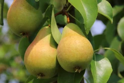 Päron 'Greve Moltke' Krukodlad><noscript><img width=