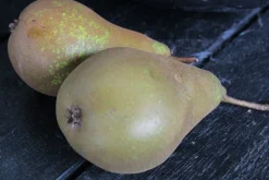 Päron 'Ingeborg'>Omnia garden New