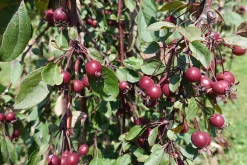 Prydnadsapel 'Royal Beauty'>Omnia garden Clearance