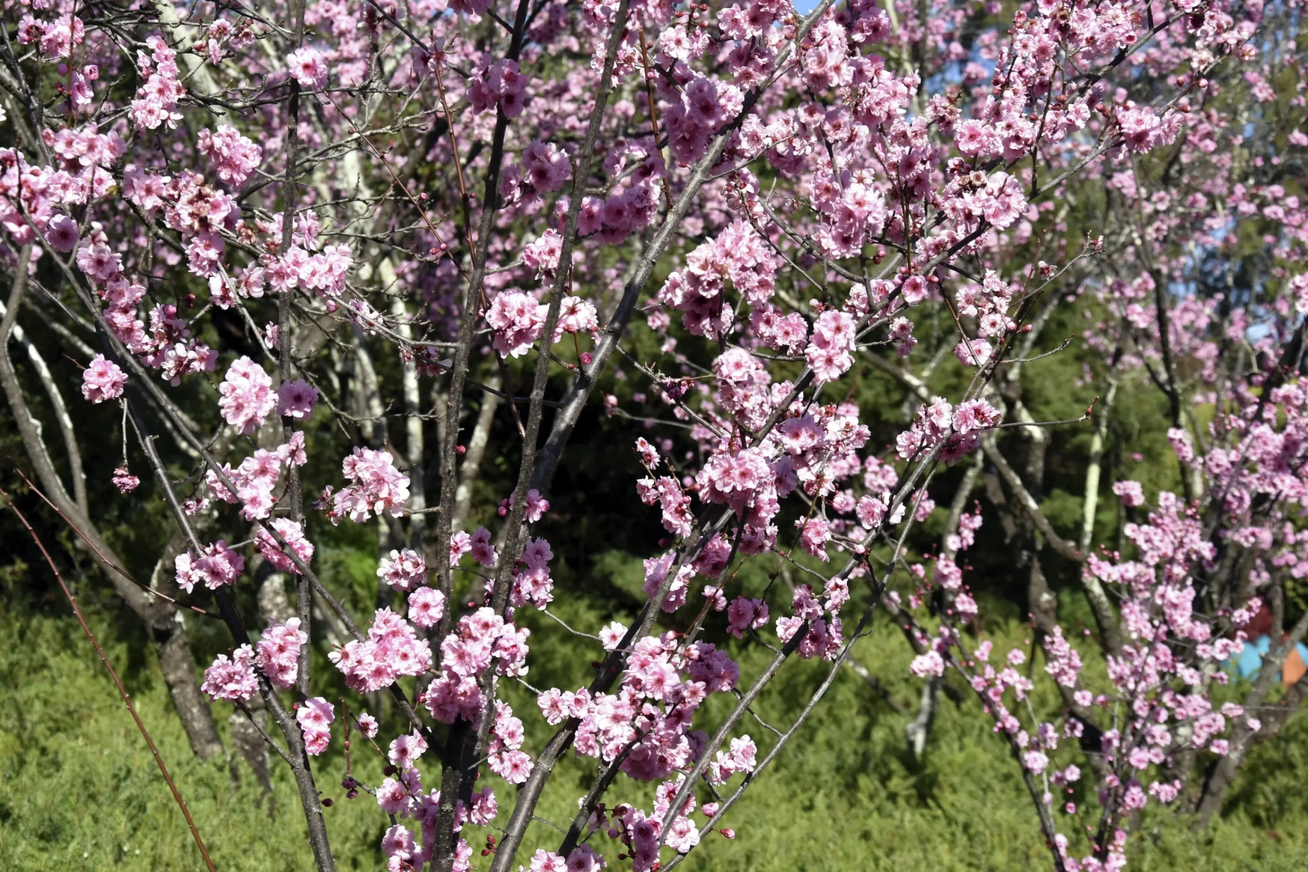 Prydnadskörsbär>Omnia garden New