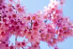 Prydnadskörsbär 'Okame'>Omnia garden New