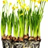 Påsklilja lat. Narcissus pseudonarcissus 'Carlton' Storblom>Danblumen Best
