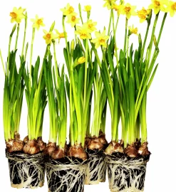 Påsklilja lat. Narcissus pseudonarcissus 'Carlton' Storblom>Danblumen Best