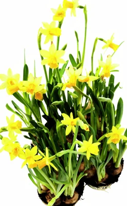 Påsklilja lat. Narcissus x cyclazetta 'Tête à tête' Mini>Mäster Grön Online