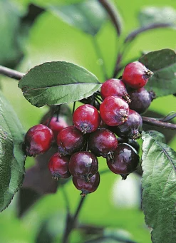Purpurapel 'Royalty'>Omnia garden Clearance