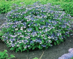Purpurhortensia 'Bluebird' Krukodlad>Omnia garden Hot