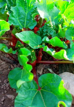 Rabarber 'Balsgård Barbro®'>Omnia garden Online