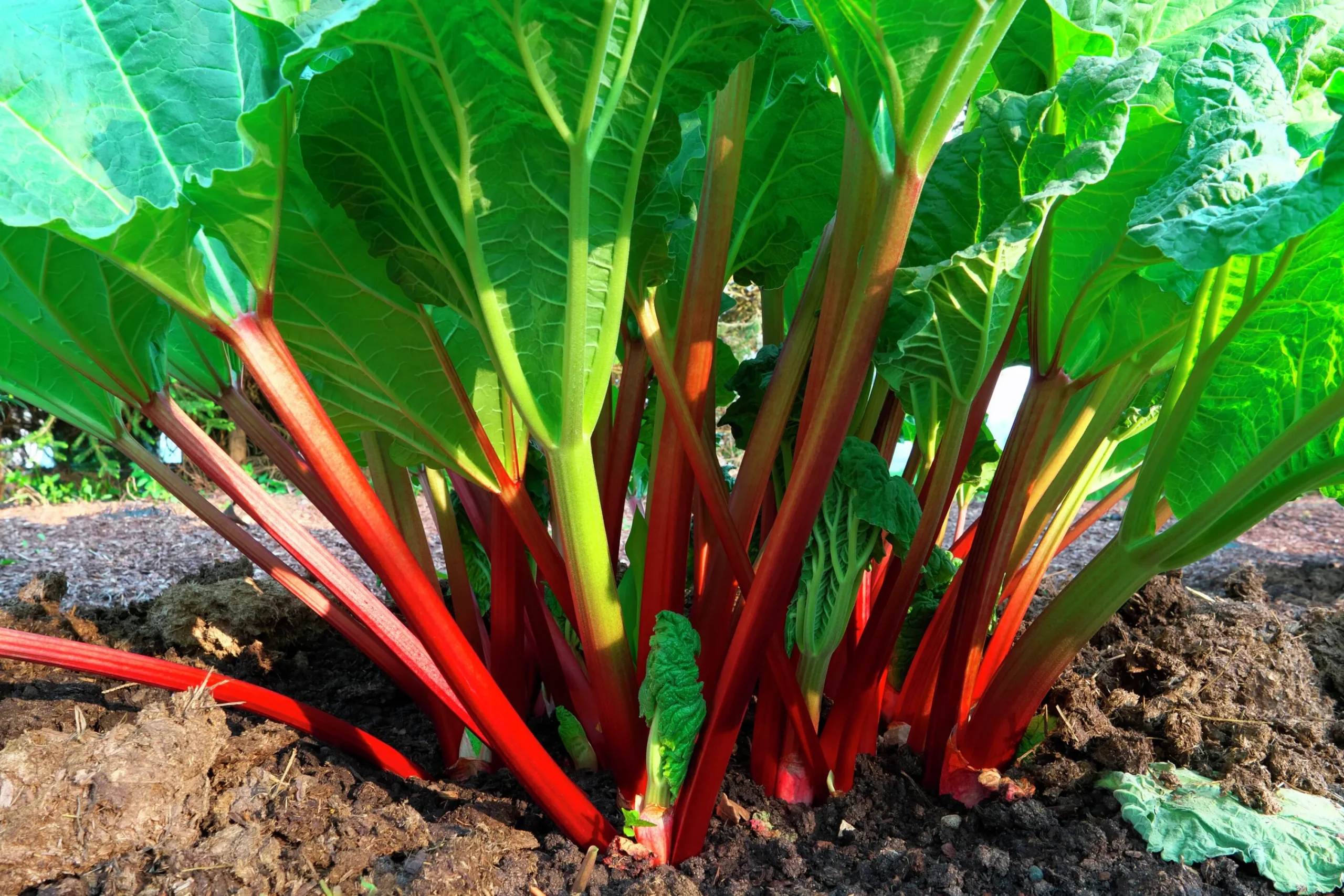 Rabarber 'Red Champagne'>Omnia garden