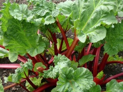 Rabarber 'Spangsbjerg'>Omnia garden Sale