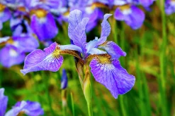 Rabattiris 'Blue King'>Omnia garden