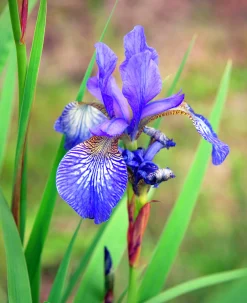 Rabattiris 'Blue King'><noscript><img width=