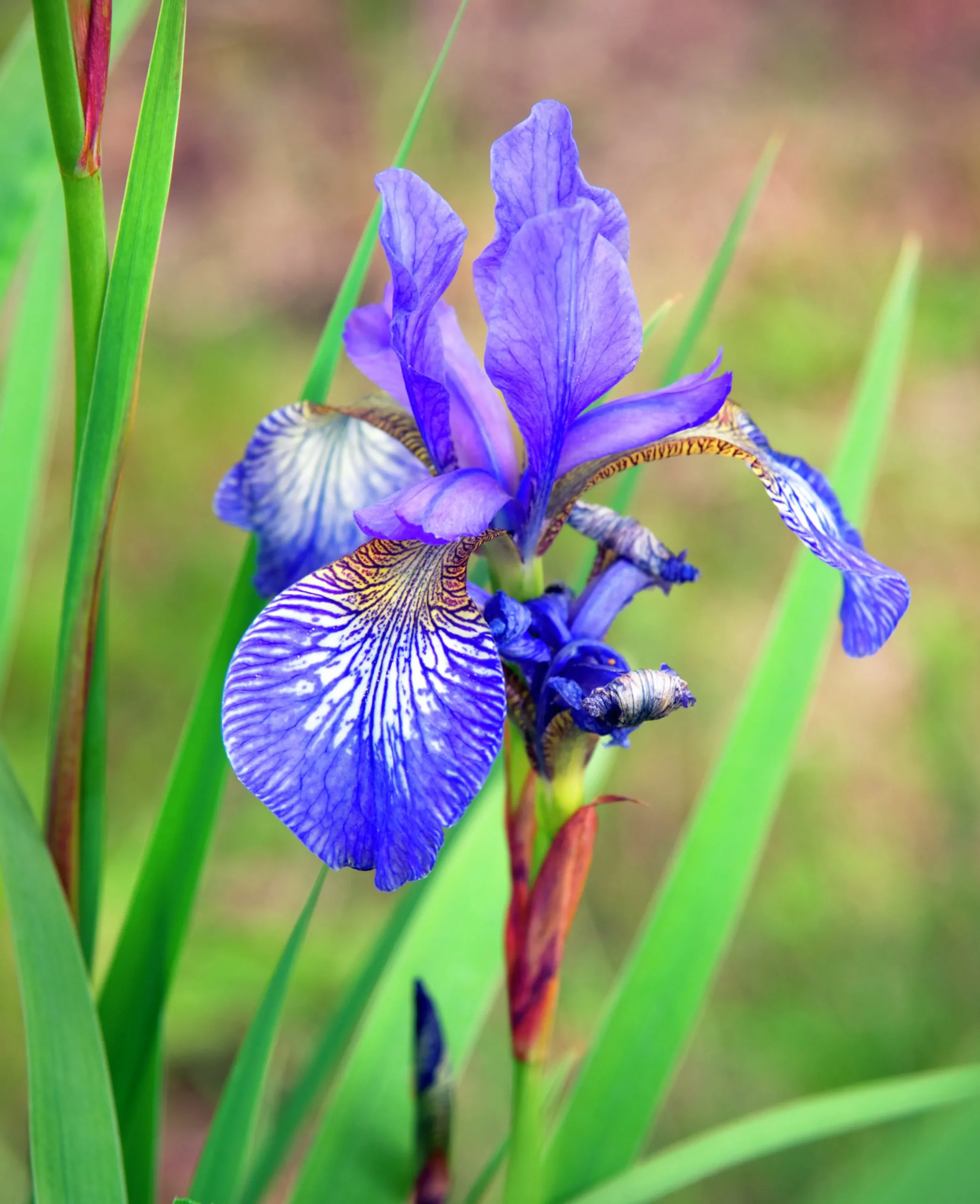 Rabattiris 'Blue King'>Omnia garden
