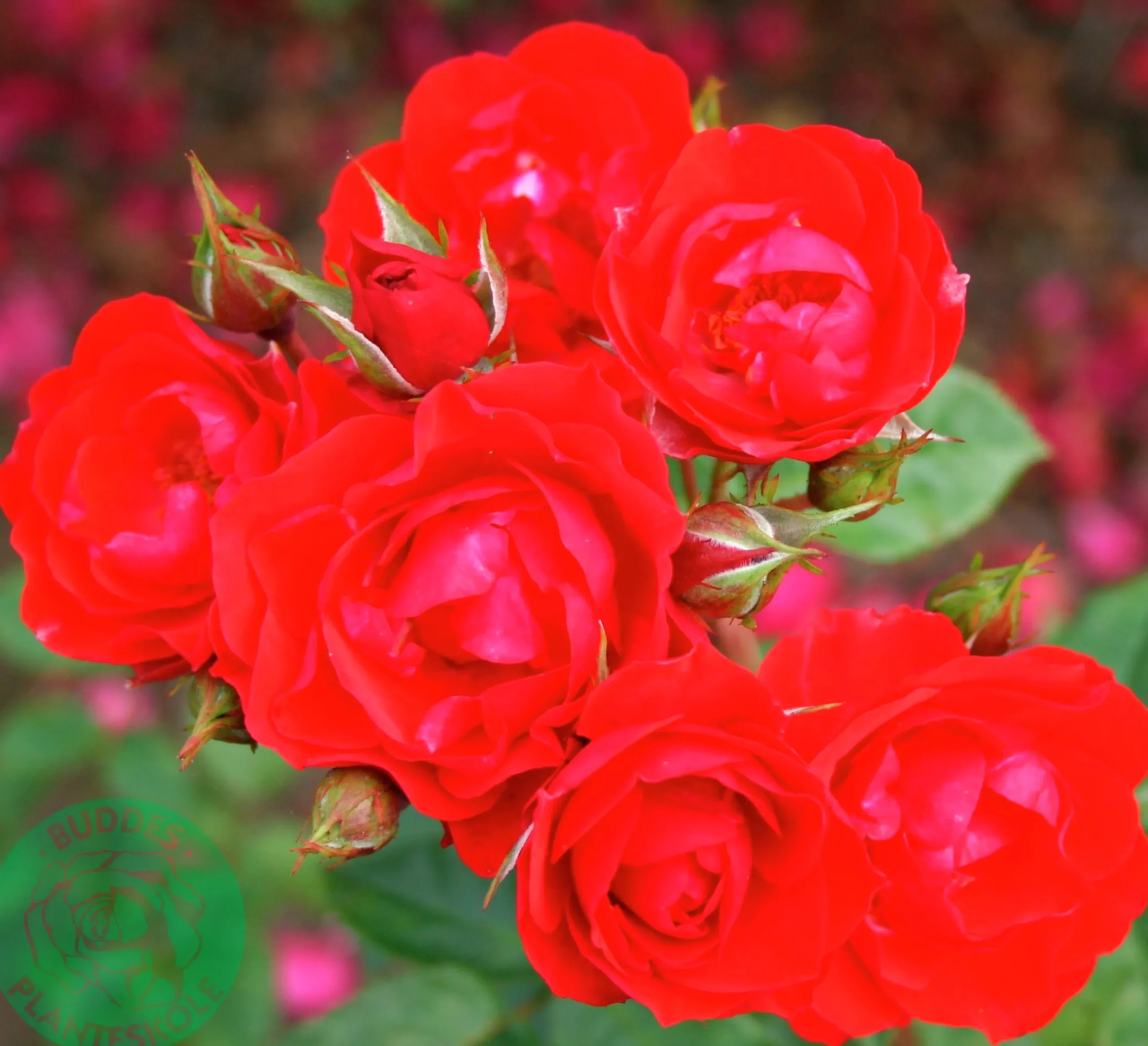 Rabattros 'Allotria' 'Tanai' Barrotad>Omnia garden New
