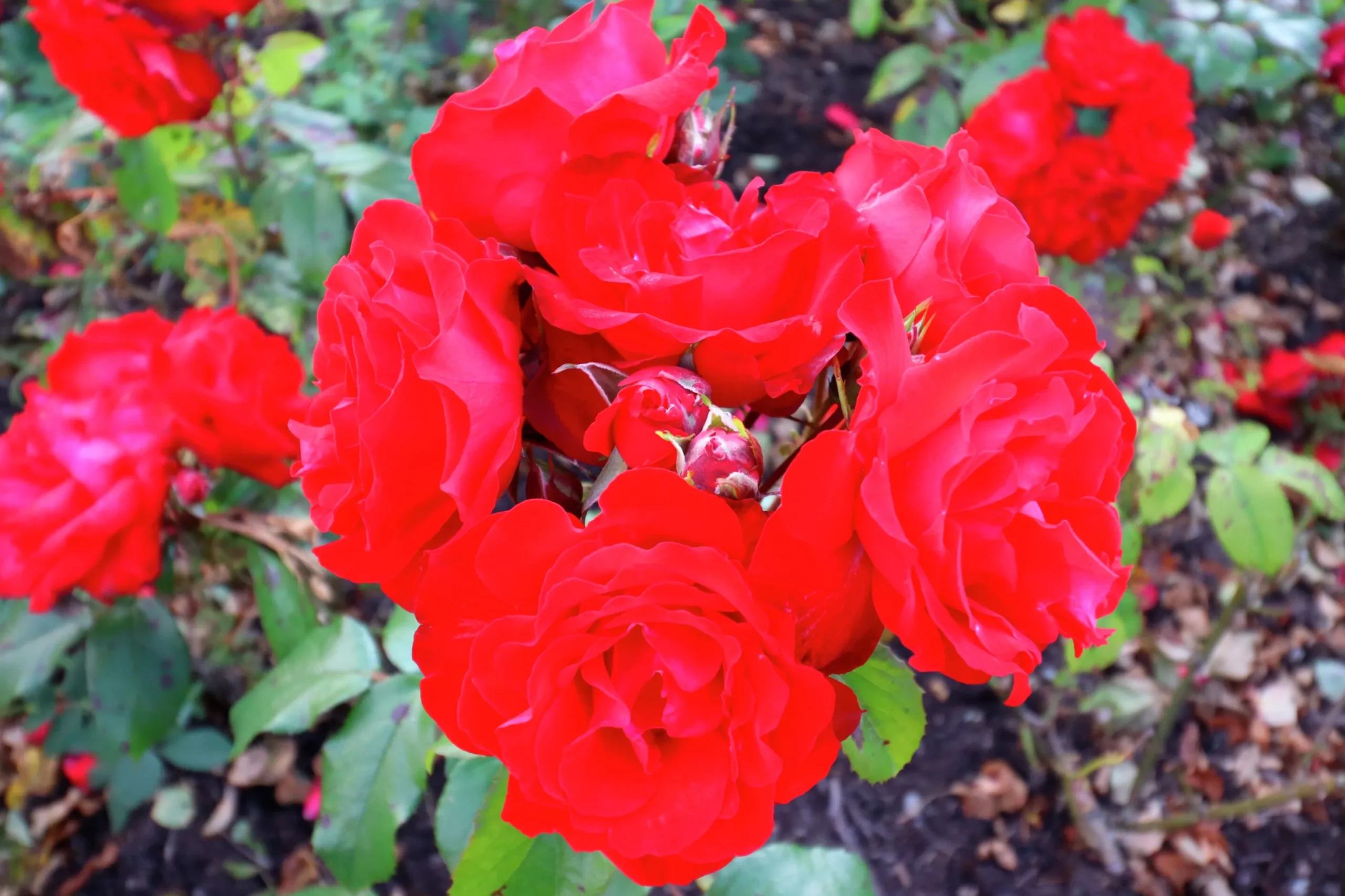 Rabattros 'Allotria' 'Tanai' Barrotad>Omnia garden New