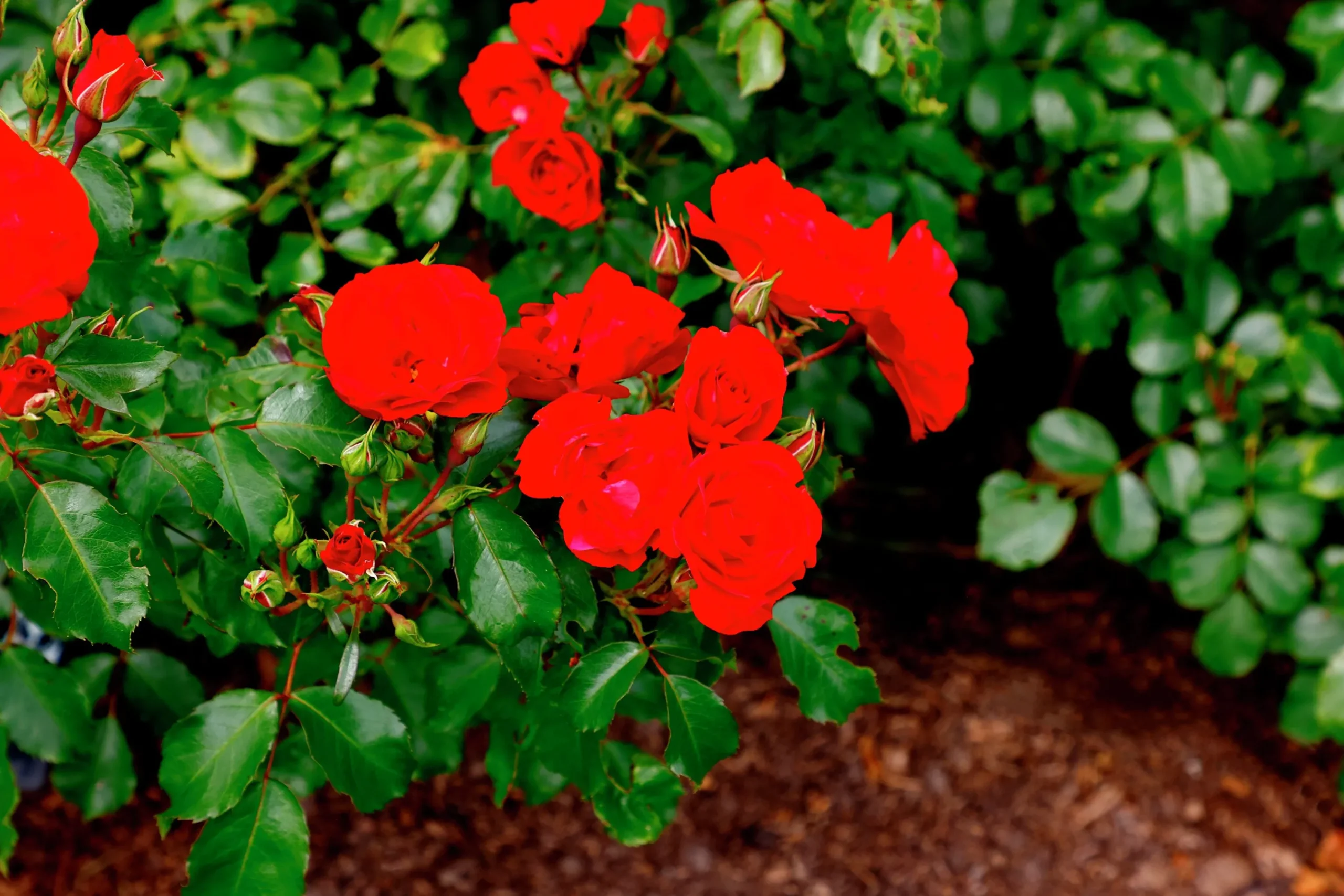 Rabattros 'Allotria' 'Tanai' Barrotad>Omnia garden New