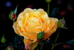 Rabattros 'Amber Flush' 'Interfluco' Barrotad>Omnia garden Hot