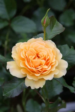 Rabattros 'Amber Queen' 'Haroony' Barrotad><noscript><img width=