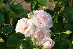 Rabattros 'Aspirin Rose' 'Taniripsa' Barrotad>Omnia garden Discount