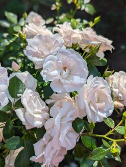 Rabattros 'Aspirin Rose' 'Taniripsa' Barrotad><noscript><img width=