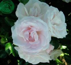 Rabattros 'Aspirin Rose' 'Taniripsa' Barrotad><noscript><img width=