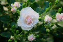 Rabattros 'Aspirin Rose' 'Taniripsa' Barrotad><noscript><img width=