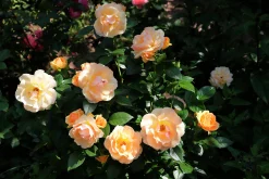 Rabattros 'Hansestadt Rostock' 'Tan04603' Barrotad>Omnia garden Online