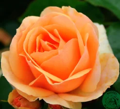 Rabattros 'Hansestadt Rostock' 'Tan04603' Barrotad>Omnia garden Online