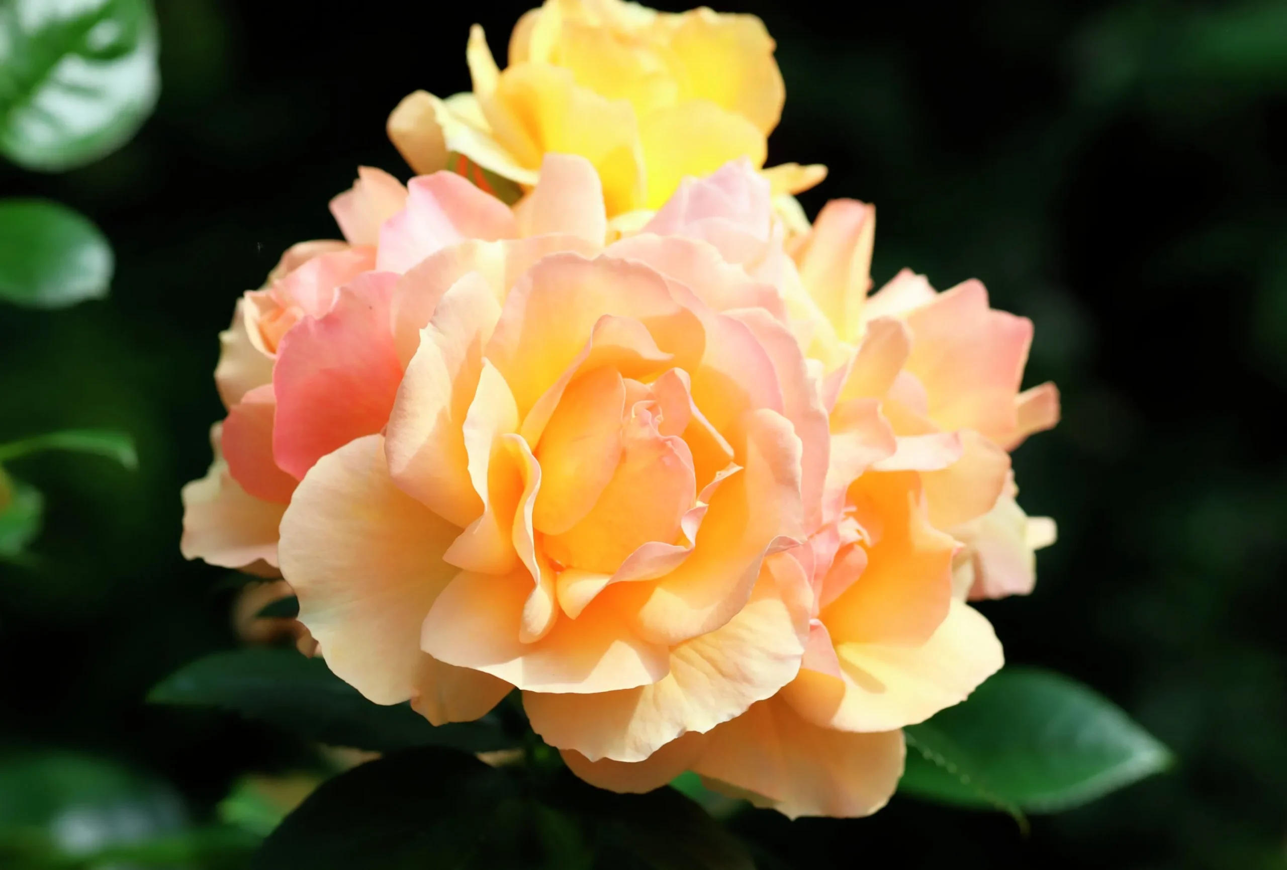 Rabattros 'Hansestadt Rostock' 'Tan04603' Barrotad>Omnia garden Online