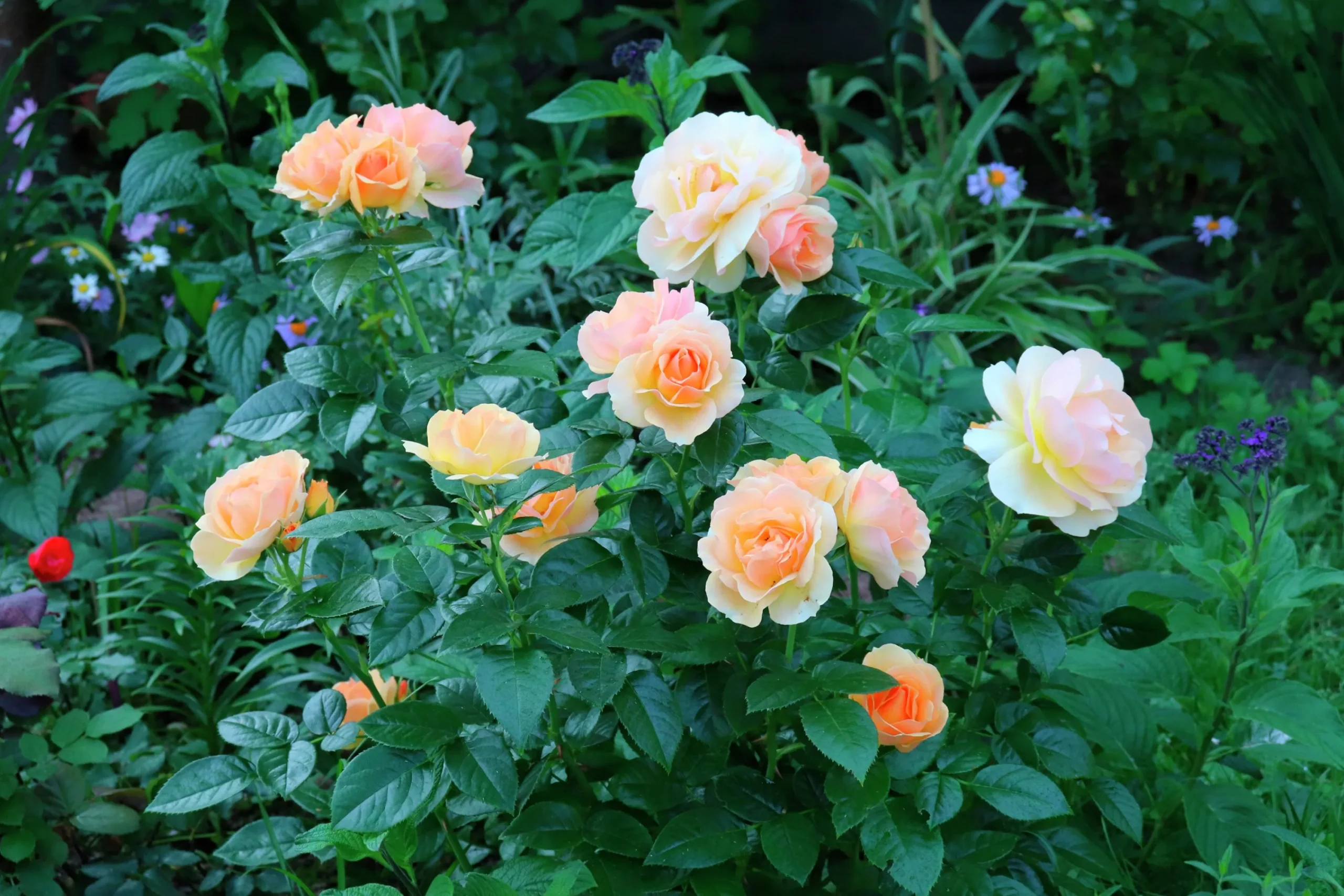 Rabattros 'Hansestadt Rostock' 'Tan04603' Barrotad>Omnia garden Online