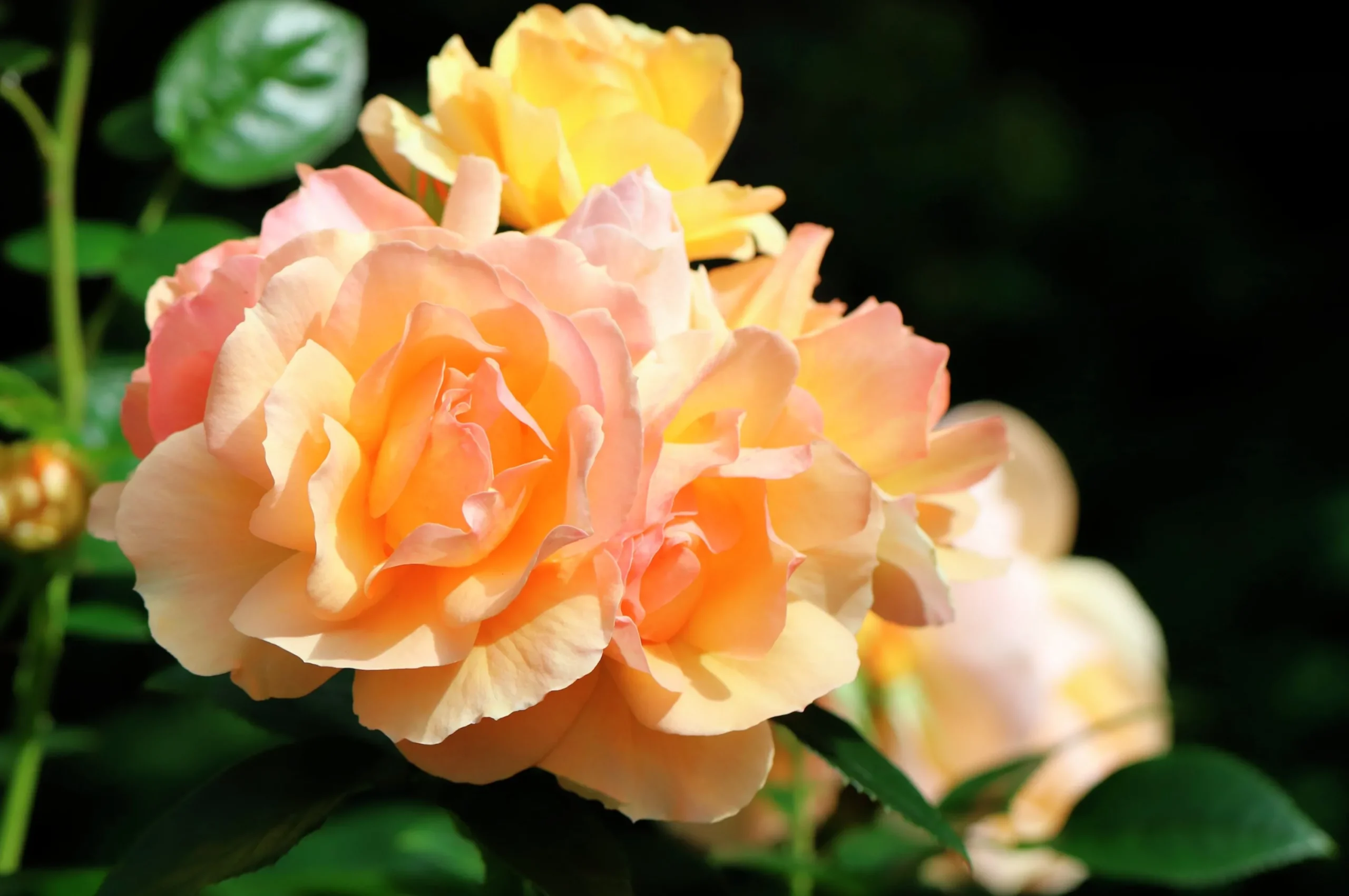Rabattros 'Hansestadt Rostock' 'Tan04603' Barrotad>Omnia garden Online
