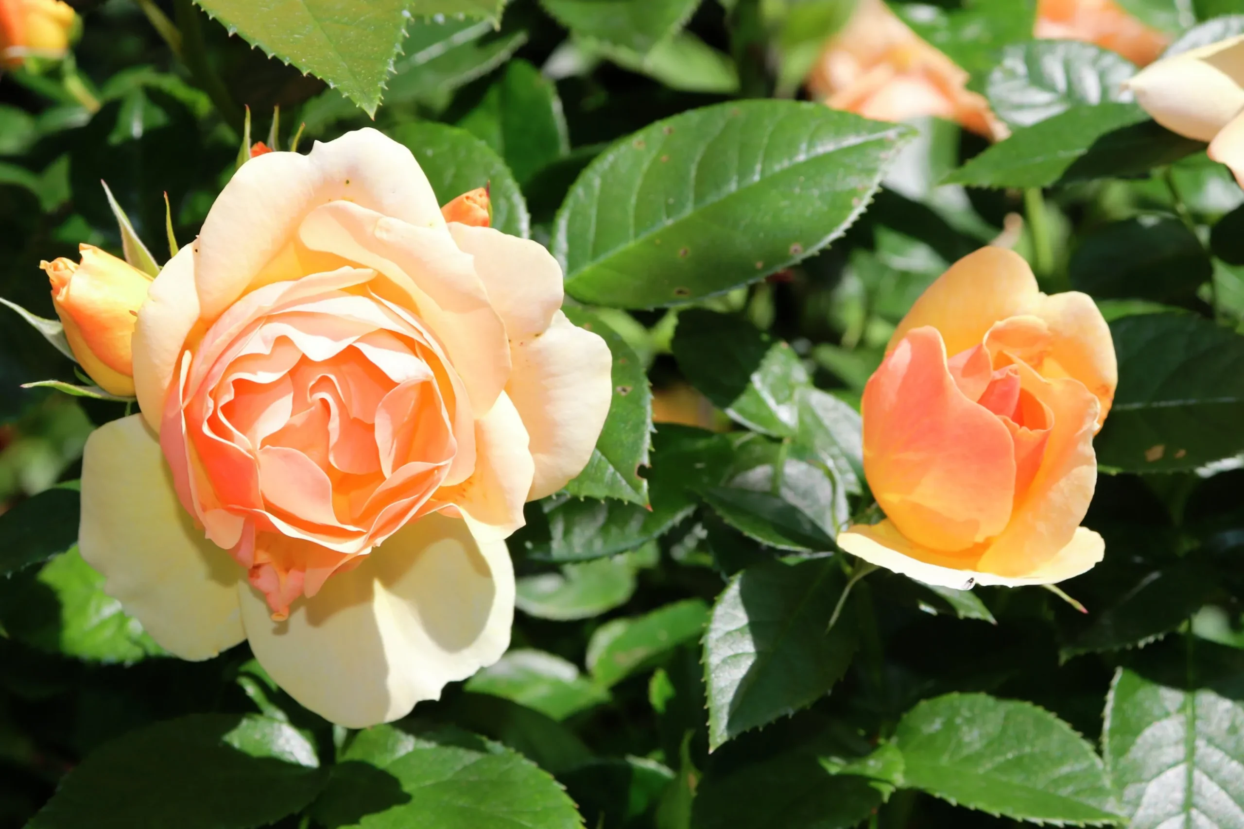 Rabattros 'Hansestadt Rostock' 'Tan04603' Barrotad>Omnia garden Online