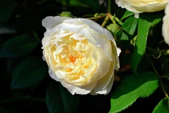 Rabattros 'Kronprinsesse Mary' 'Poulca018' Barrotad>Omnia garden Online