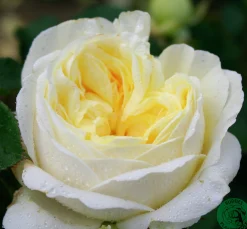 Rabattros 'Kronprinsesse Mary' 'Poulca018' Barrotad><noscript><img width=