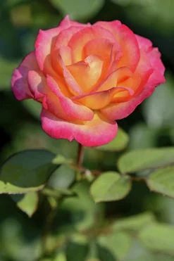 Rabattros 'Midsummer' 'Tan02280' Barrotad>Omnia garden Online