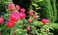 Rabattros 'Midsummer' 'Tan02280' Barrotad>Omnia garden Online