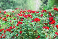 Rabattros 'Nina Weibull' 'Poulwei' Barrotad>Omnia garden