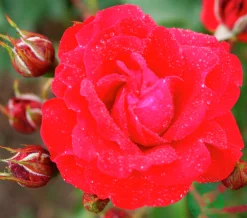 Rabattros 'Nina Weibull' 'Poulwei' Barrotad>Omnia garden